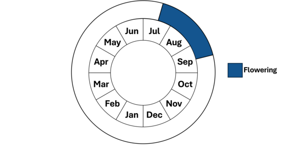 Graphic representation of life cycle, also described in text.