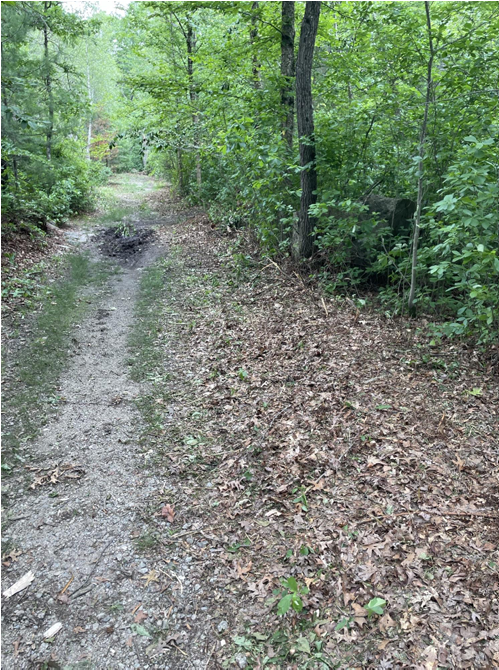 This image shows the original path/overgrown road in the center