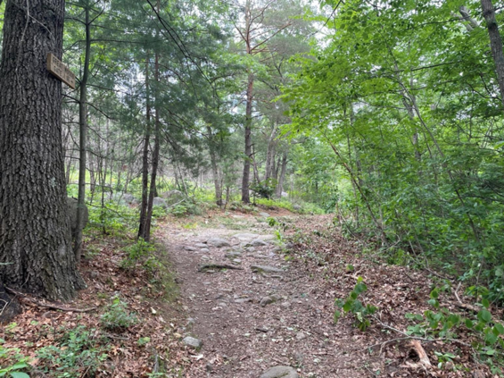 This image shows the newly mowed area on either side of the path