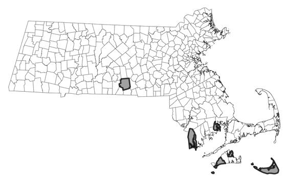 Map showing the distribution of this species in Massachusetts