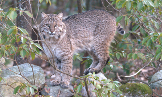 Bobcat