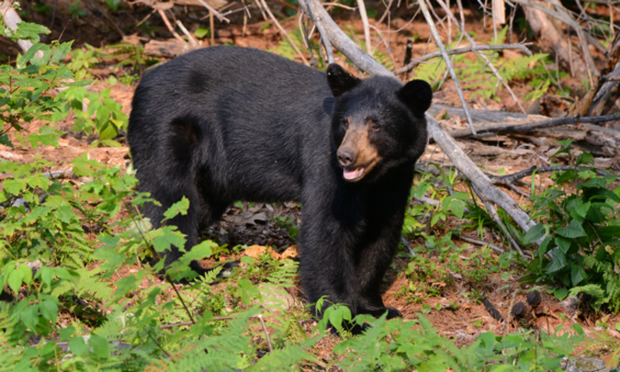 Black bear