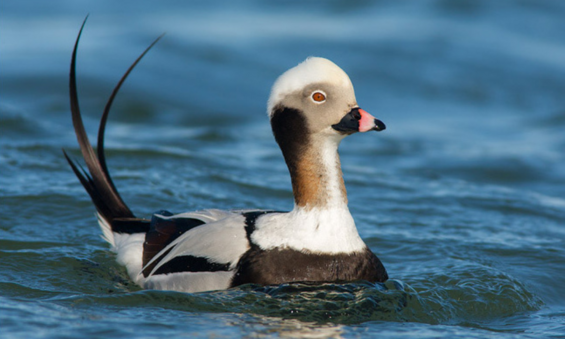 Long-tailed duck