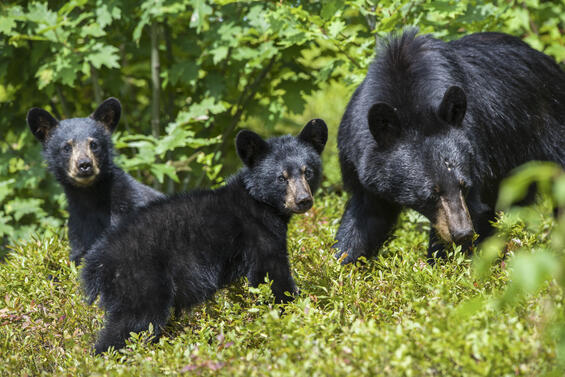 Black bear
