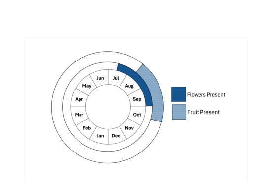 Graphic representation of life cycle, also described in text.
