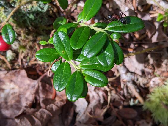 Mountain Cranberry