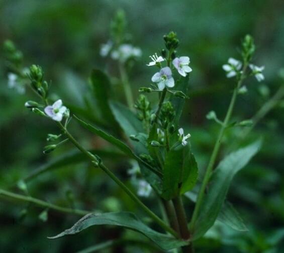 Veronica catenata
