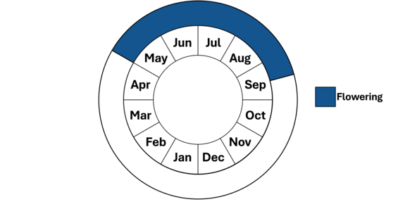 Graphic representation of life cycle, also described in text. 