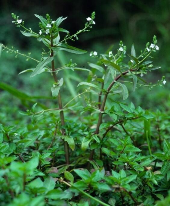 Veronica catenata