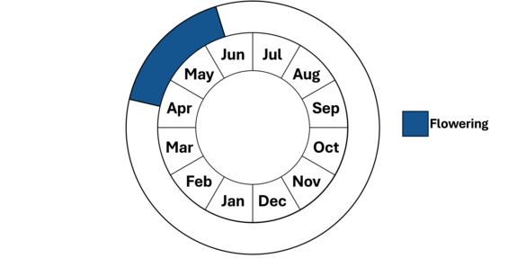 Graphic representation of life cycle, also described in text.
