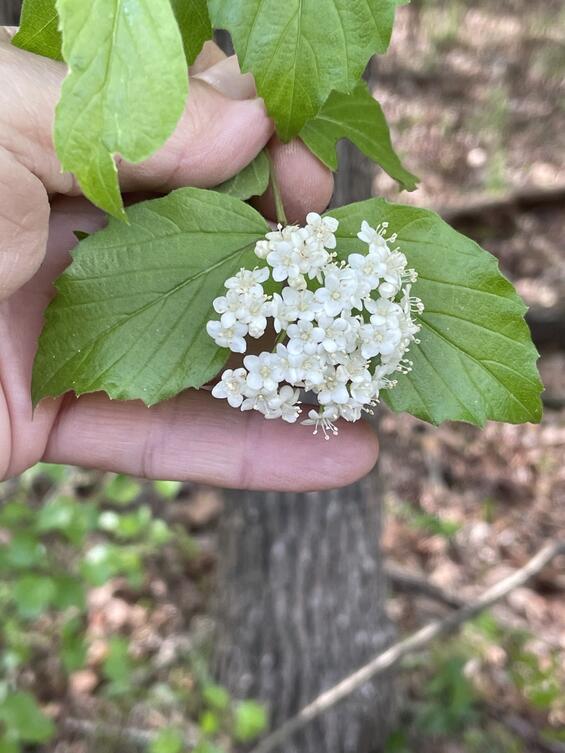 Downy Arrow-wood