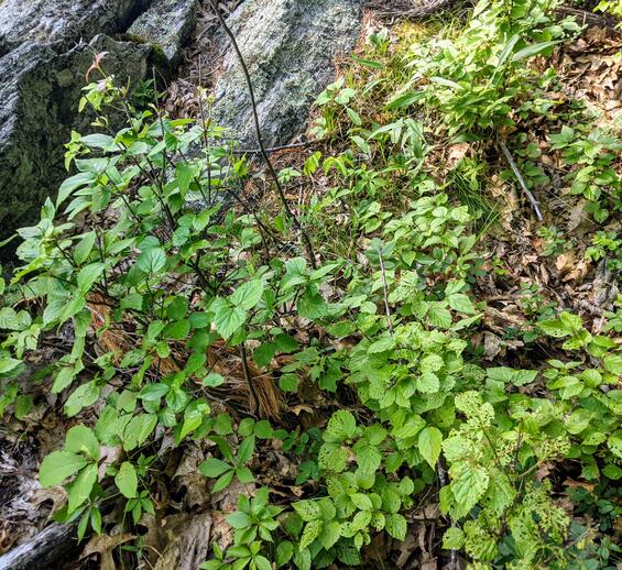 Downy Arrow-wood