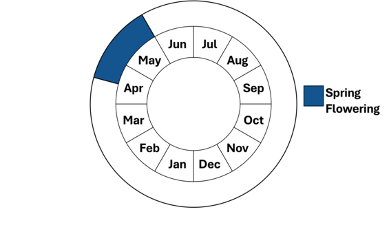 Graphic representation of life cycle, also described in text.