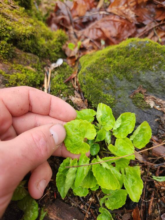 Viola selkirkii