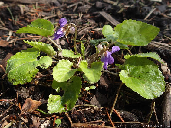Viola selkirkii