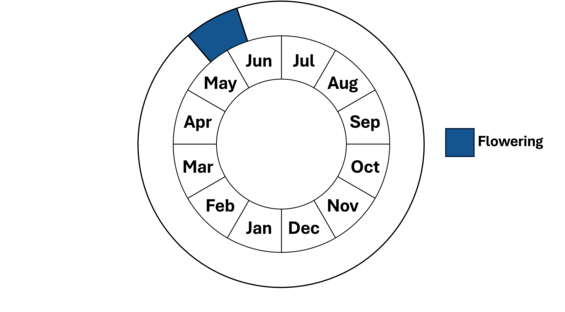 Graphic representation of life cycle, also described in text.