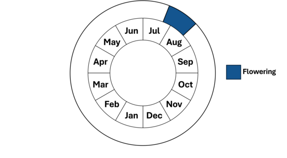 Graphic representation of life cycle, also described in text. 