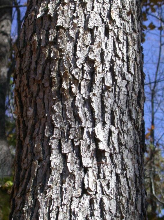 Yellow Oak trunk showing flaky bark.