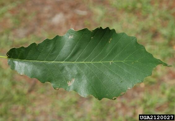 Yellow oak leaf.