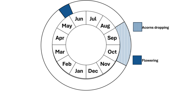 Graphic representation of life cycle, also described in text.