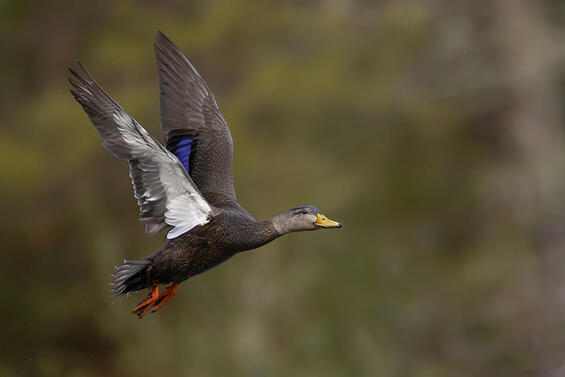 American black duck
