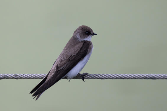 Bank swallow