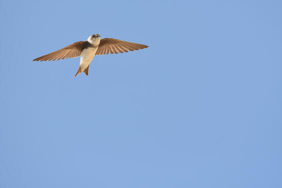 Bank swallow