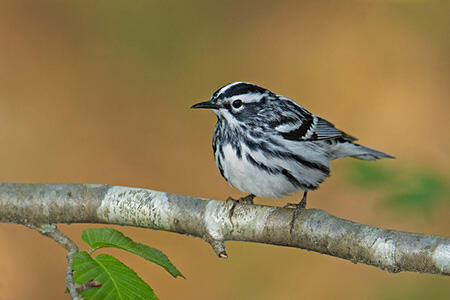 Black-and-white Warber