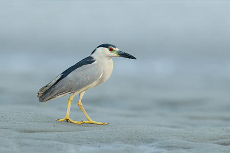 Black-crowned night heron