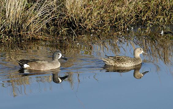 Blue-winged teal