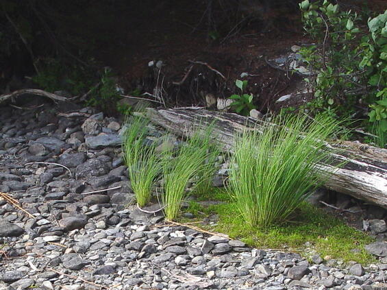 Shore sedge