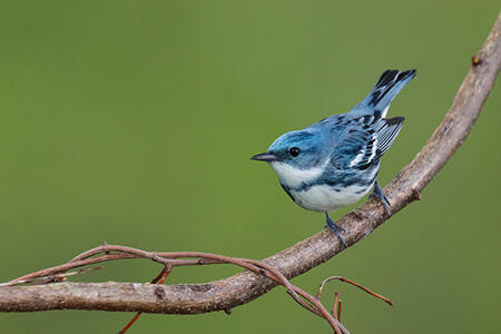 cerulean warbler