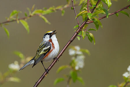 Chestnut-sided warbler