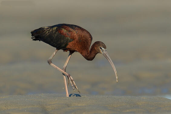 Glossy ibis