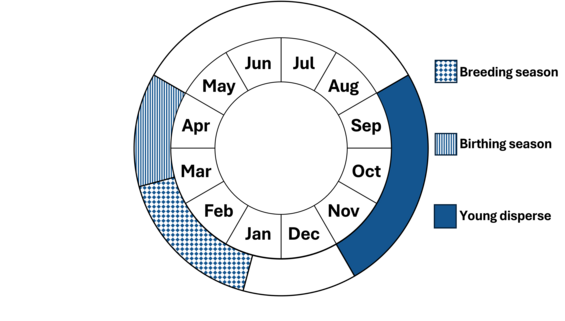 Graphic representation of life cycle, also described in text.