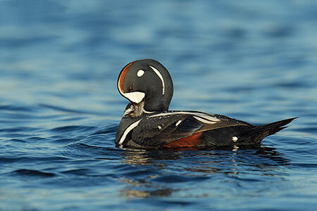 Harlequin duck