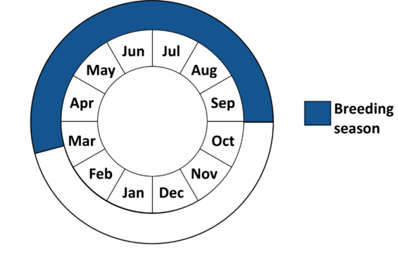 Graphic representation of life cycle, also described in text.