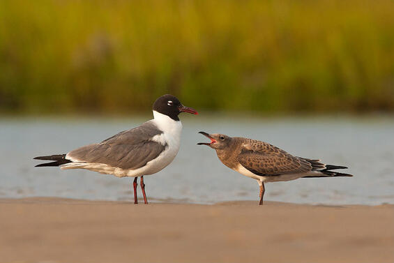 laughing gull