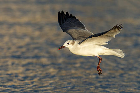 laughing gull