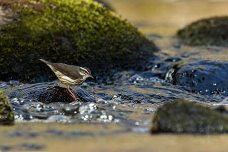 Louisiana waterthrush