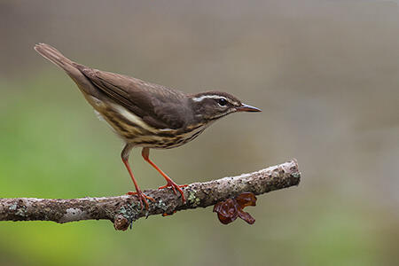 Louisiana waterthrush