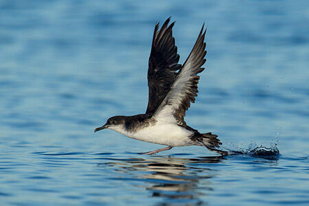 Manx shearwater