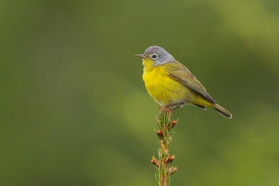Nashville warbler