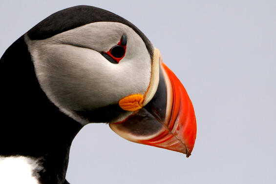 Atlantic puffin
