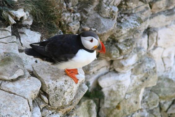 Atlantic puffin