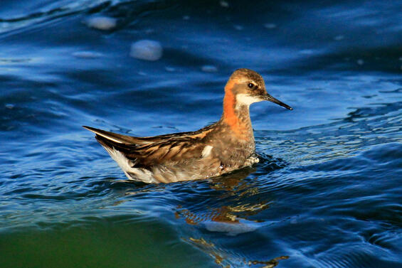 red-necked phalarope