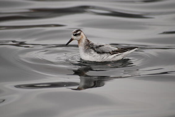 Red phalarope