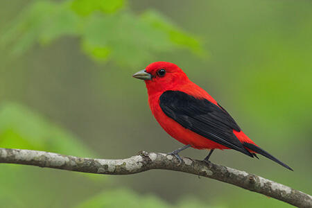 Scarlet tanager