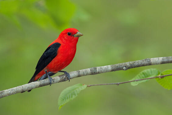 Scarlet tanager