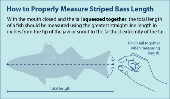 Graphic showing how to measure the total length of a striped bass.
